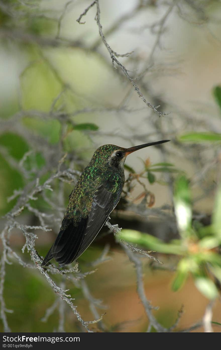 Perched hummingbird