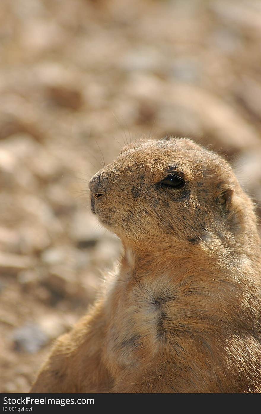 Black-footed Prarie dog