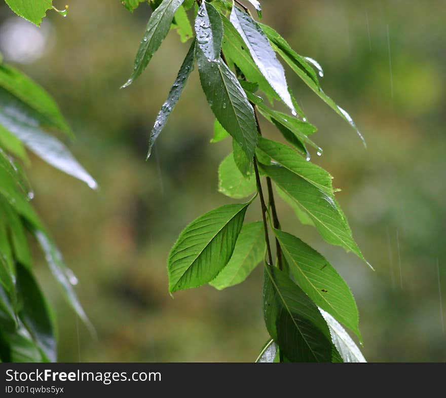 Weeping Cherry leaves during rain storm