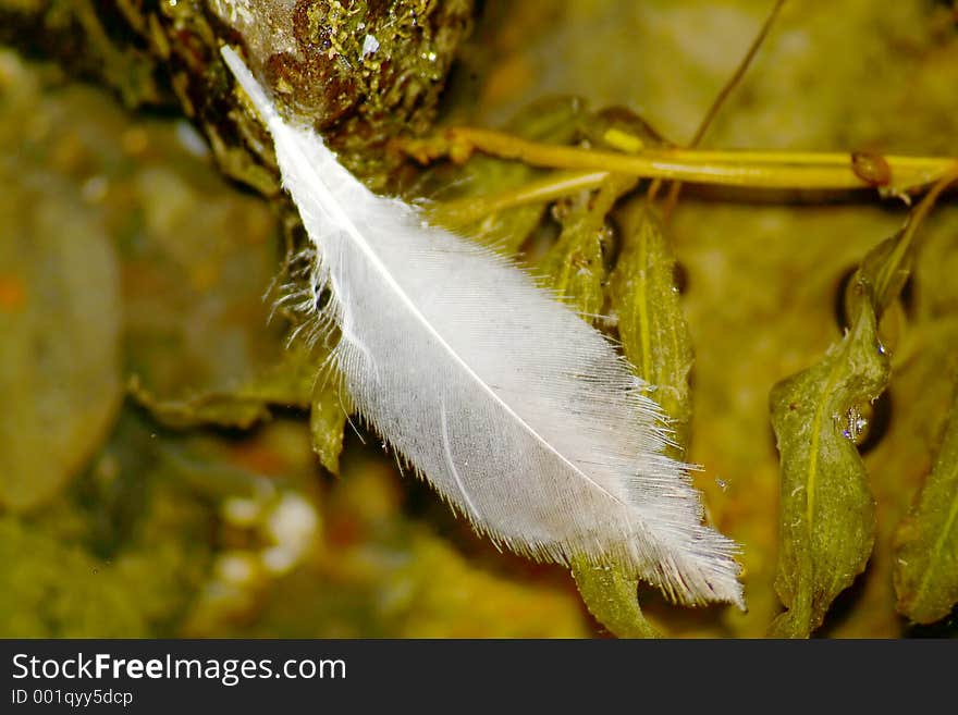 Feather on water close-up