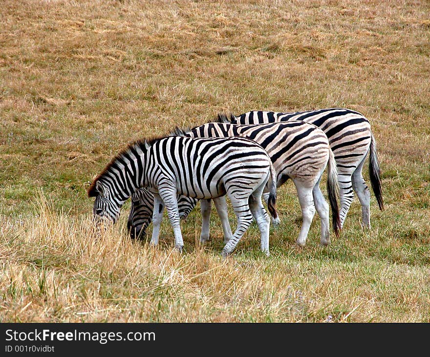 Zebras eating lunch in the wild. Zebras eating lunch in the wild