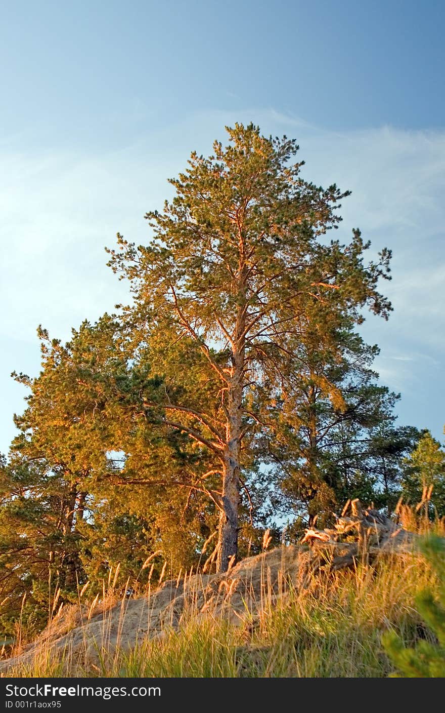 Pine-trees on sunset light