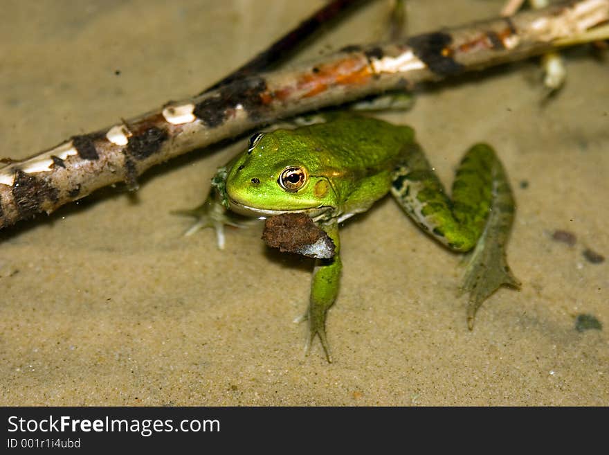 Frog in water