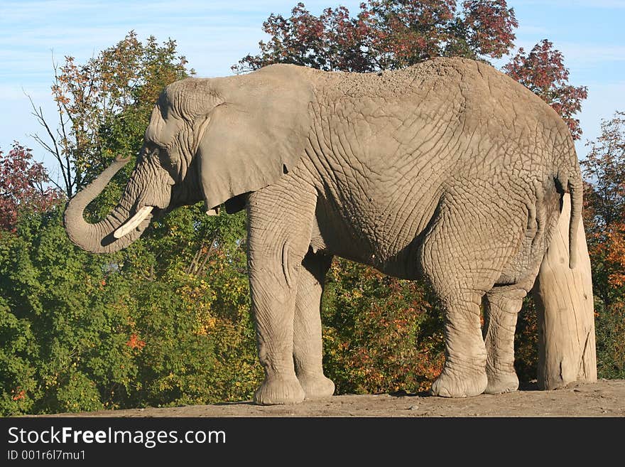 Elephant