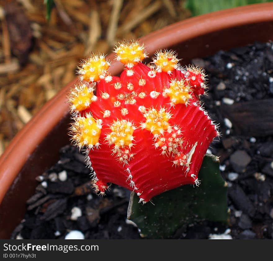 Ruby red moon cactus thrives. Ruby red moon cactus thrives