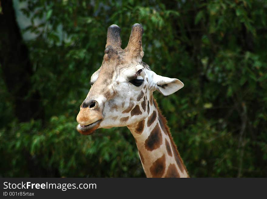 A closeup of a giraffe in the wild. A closeup of a giraffe in the wild