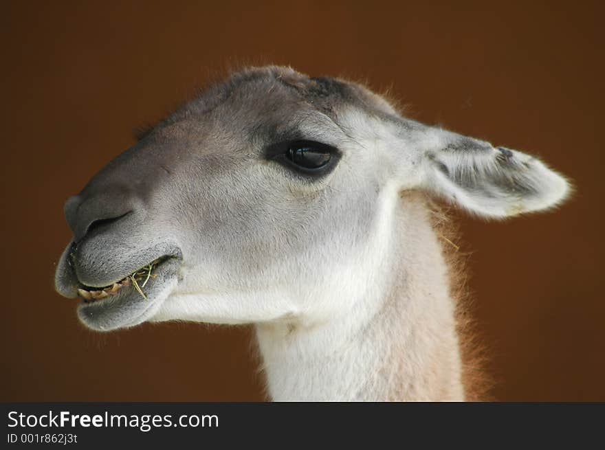 A closeup of a llama. A closeup of a llama