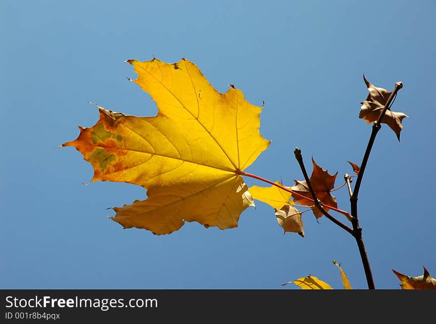 Yellow maple leaf on the blue sky. Yellow maple leaf on the blue sky