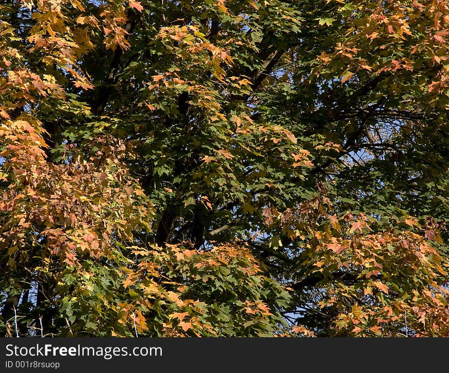 Autumn colored maple leaves