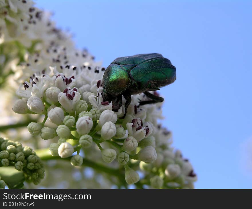 Green cockchafer beetle on a white flower. Green cockchafer beetle on a white flower.