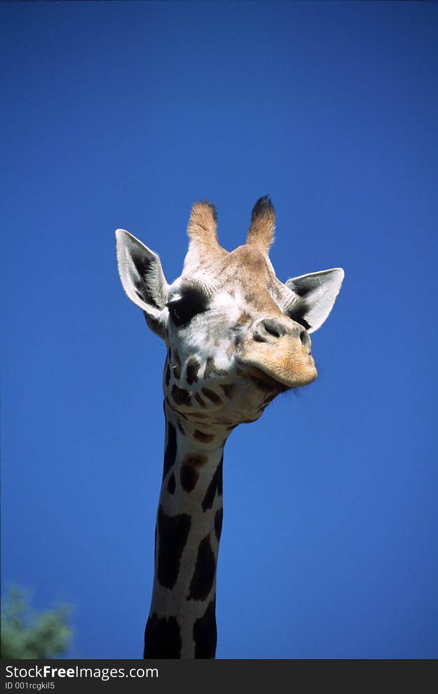 Female Baringo Giraffe (giraffa camelopardalis rothschildi) Hogle Zoo, Salt Lake City, Utah