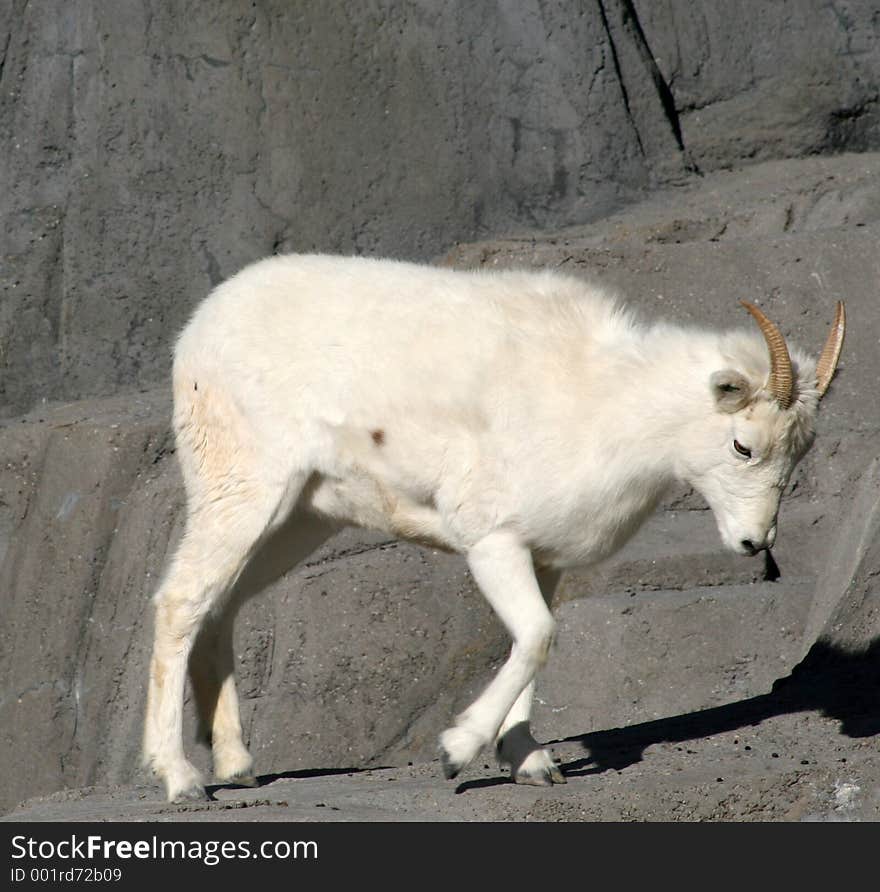 A Dall's sheep walking with its head down looking sad. A Dall's sheep walking with its head down looking sad