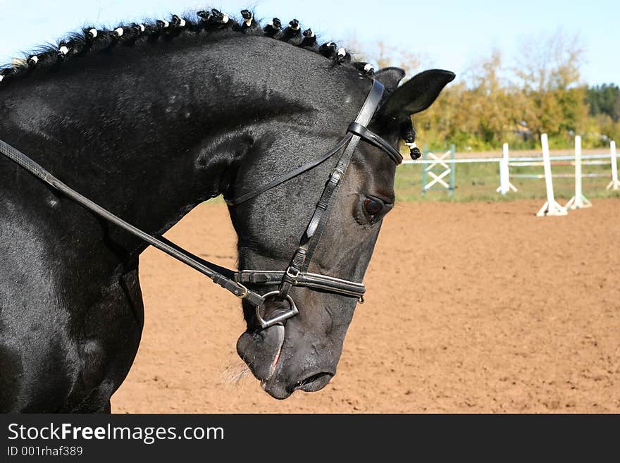 A portrait of a black Russian trotter