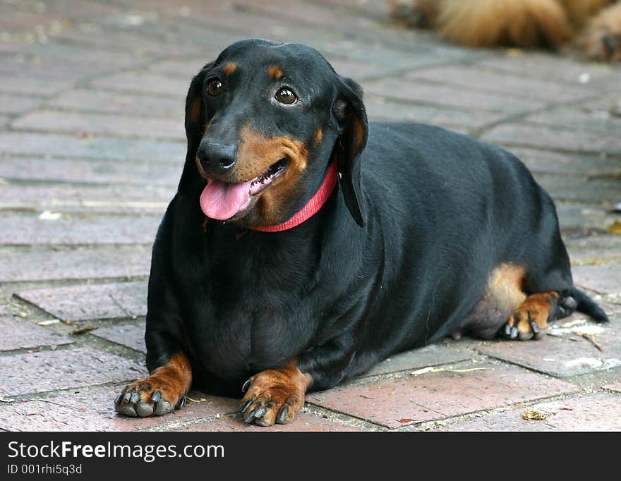 Portrait of a friendly Dachshund lying and posing on a bricked floor in a park.