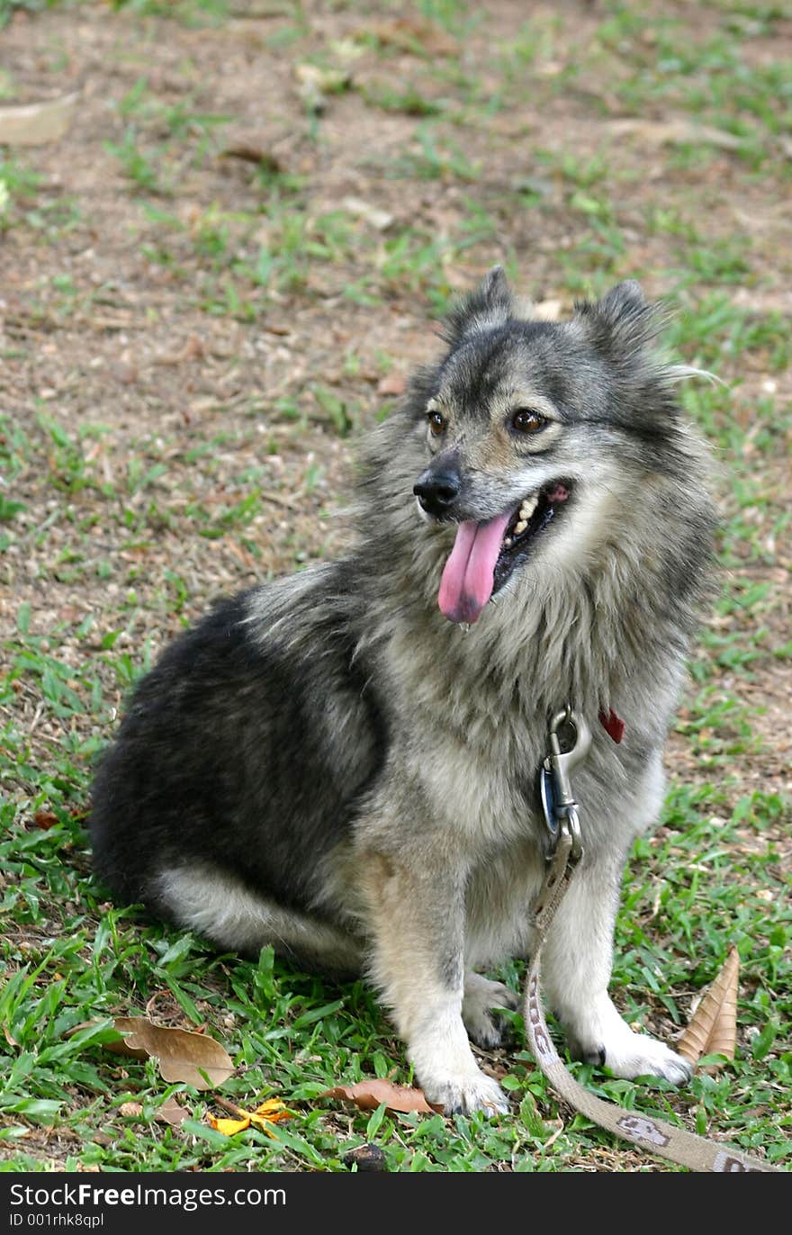 Small sized grey furred dog in a shaded area. Small sized grey furred dog in a shaded area