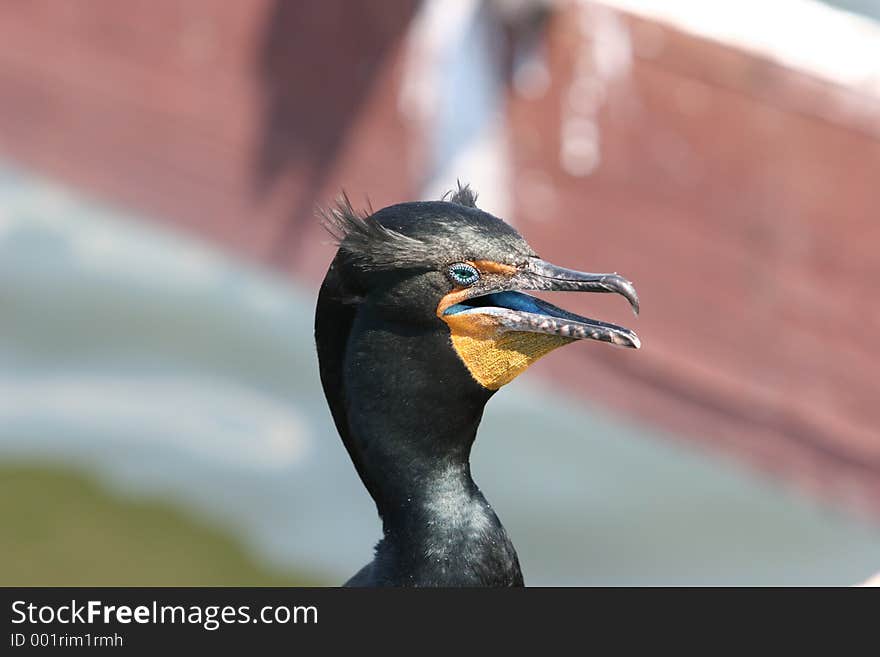 Double Crested Comorant