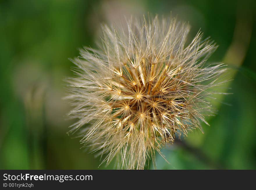 Lonely Flower