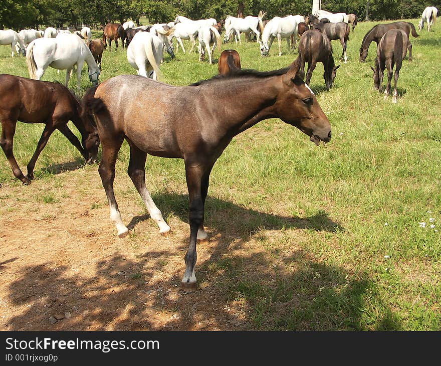 Foal (baby horse)