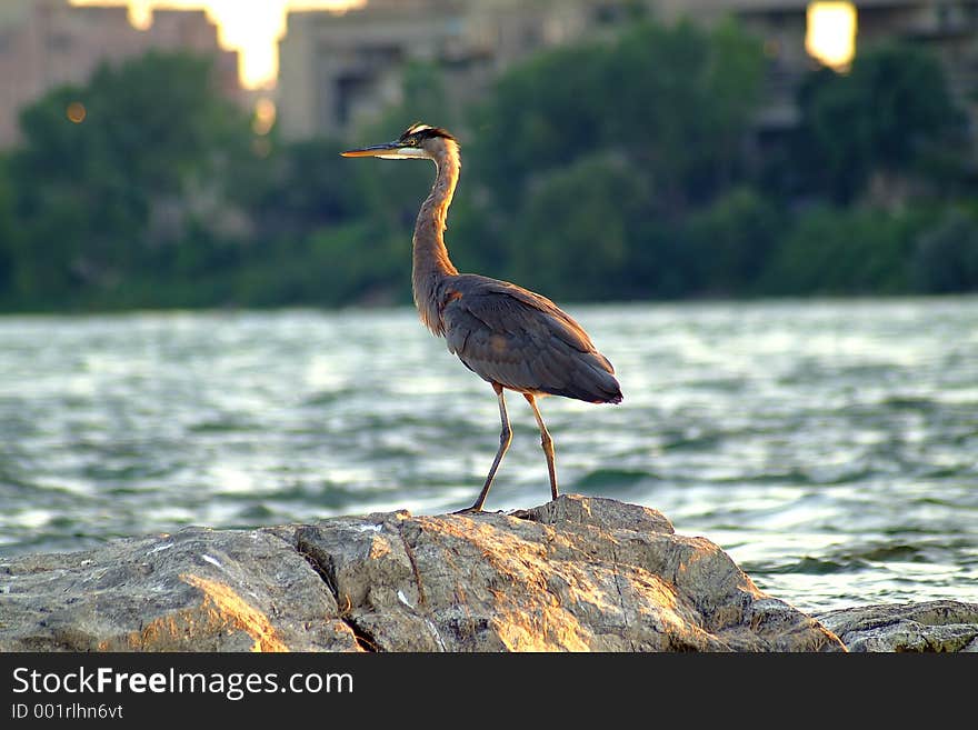 Great blue heron2