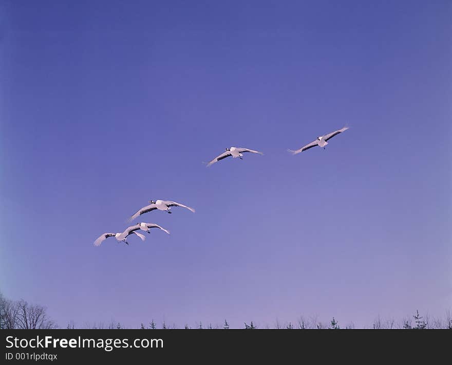 Birds Image