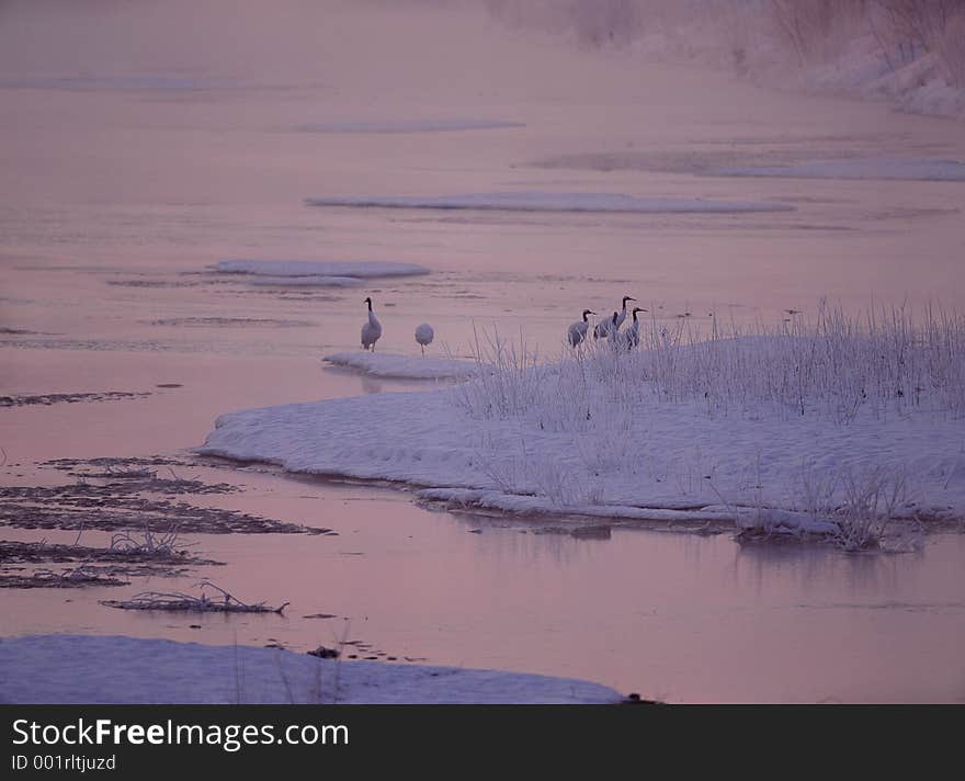 Birds Image