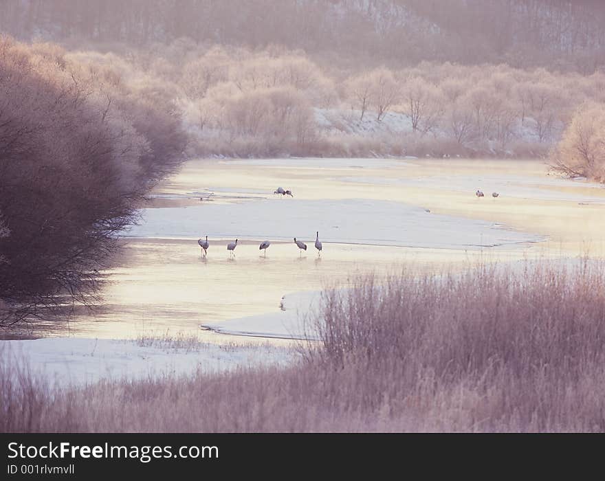 Birds Image