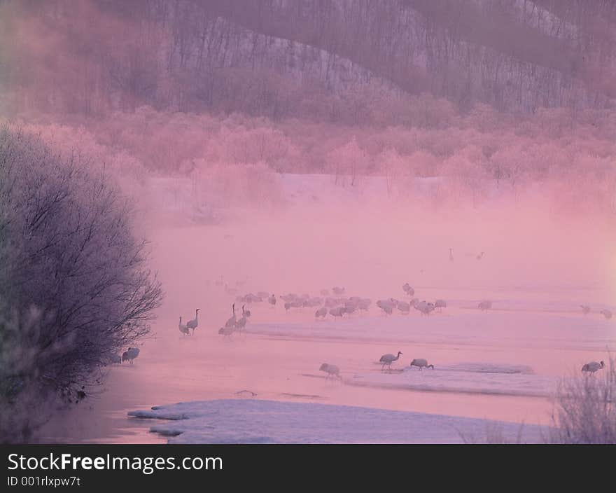 Birds Image