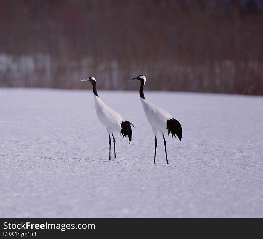 Birds Image