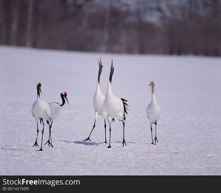 Birds Image