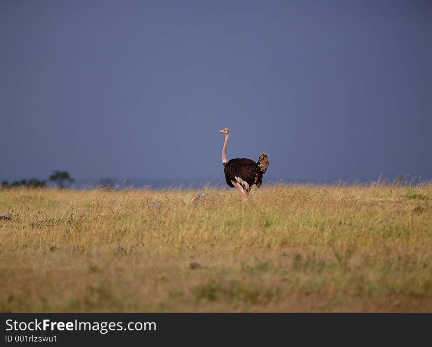 Birds Image