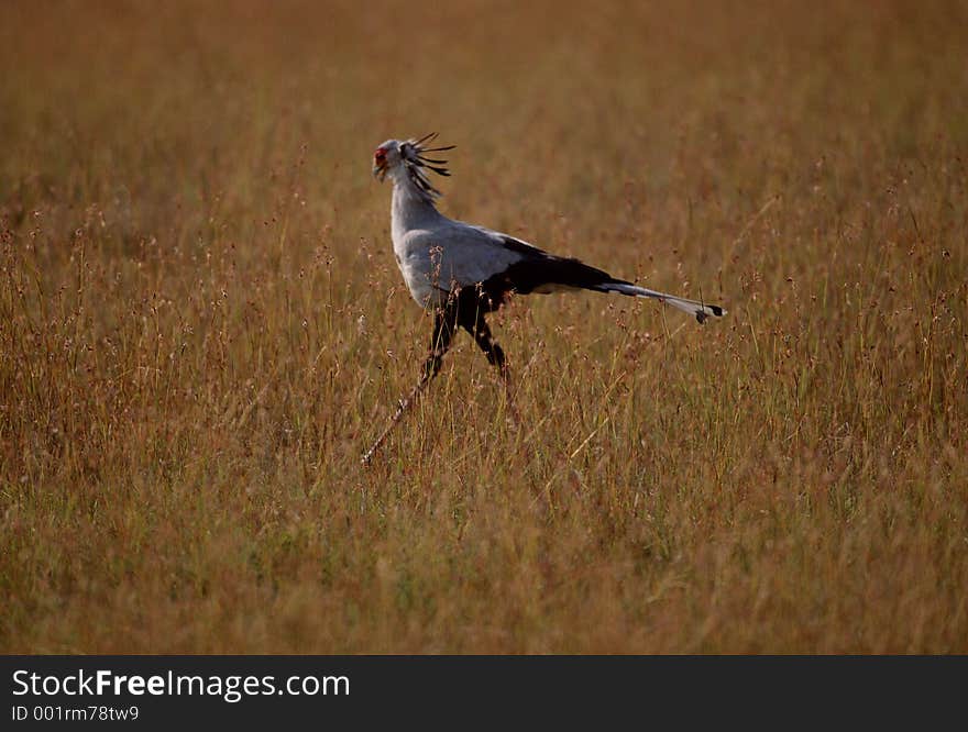 Birds Image