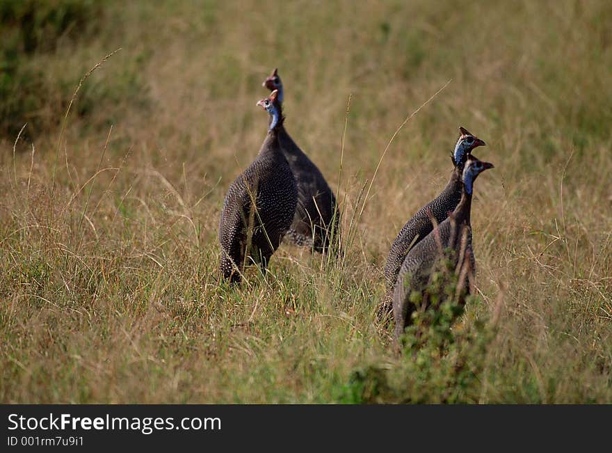 Birds Image