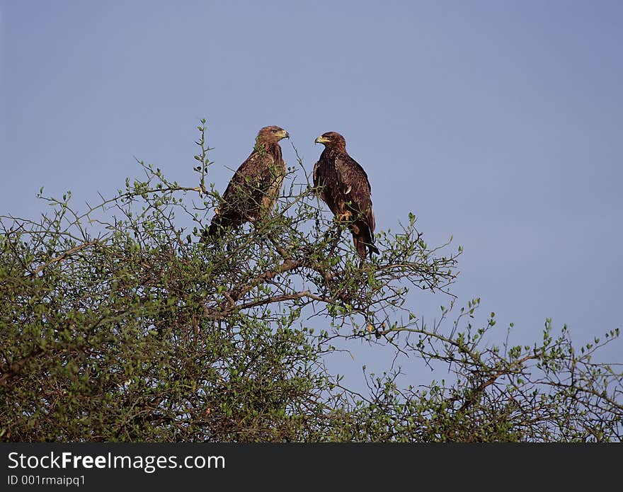 Birds Image