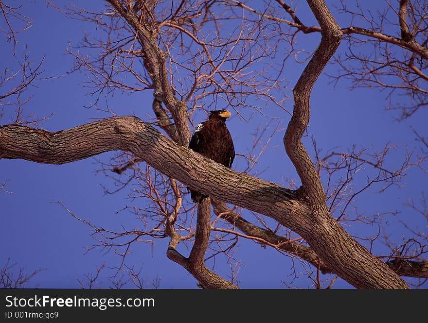 Birds Image