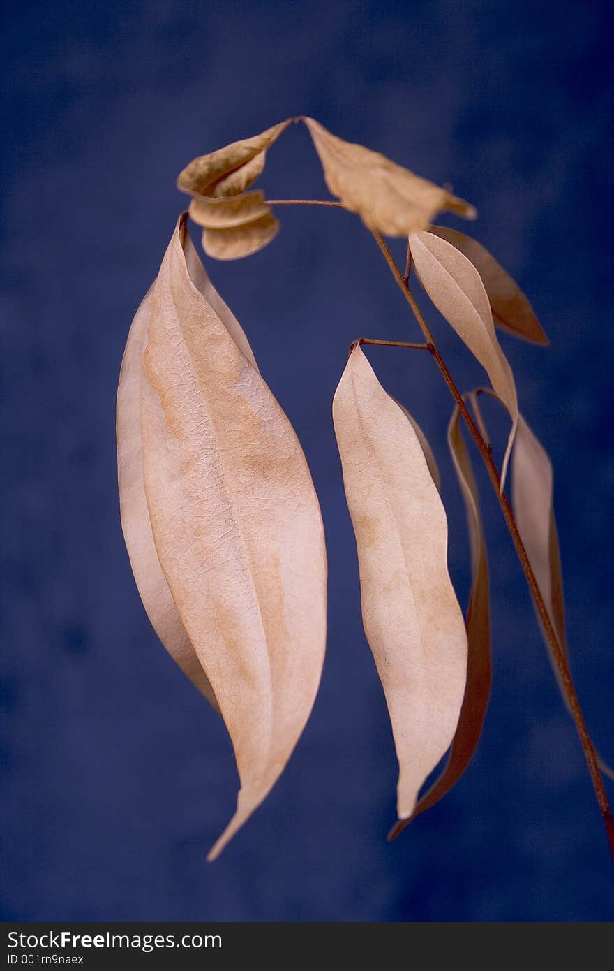 Dry plant