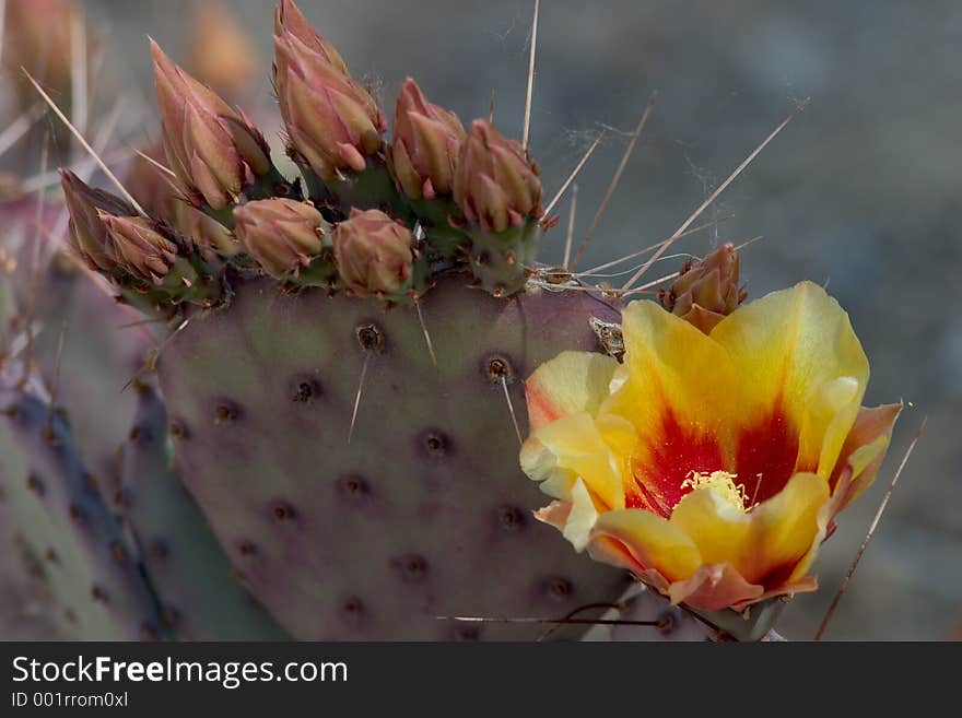 Close-up of a typical small cactus with a single yellow and red flower on it. Close-up of a typical small cactus with a single yellow and red flower on it.