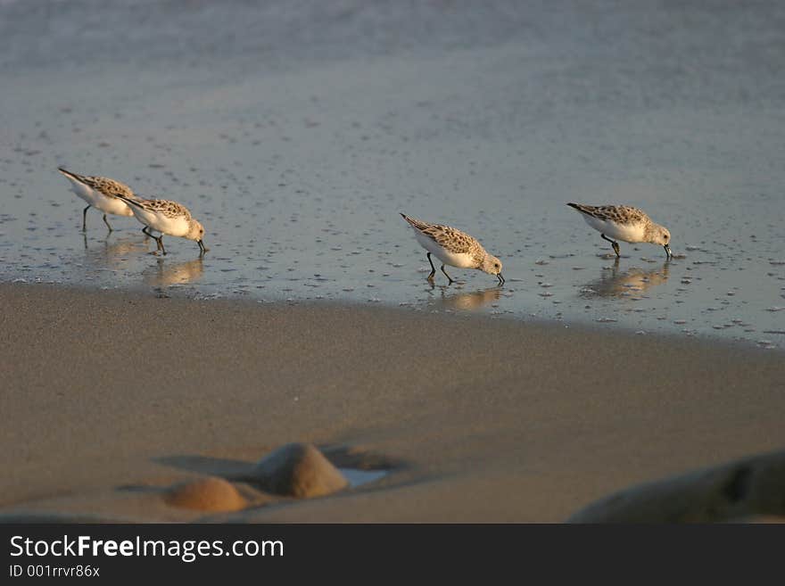 Beach Birds I