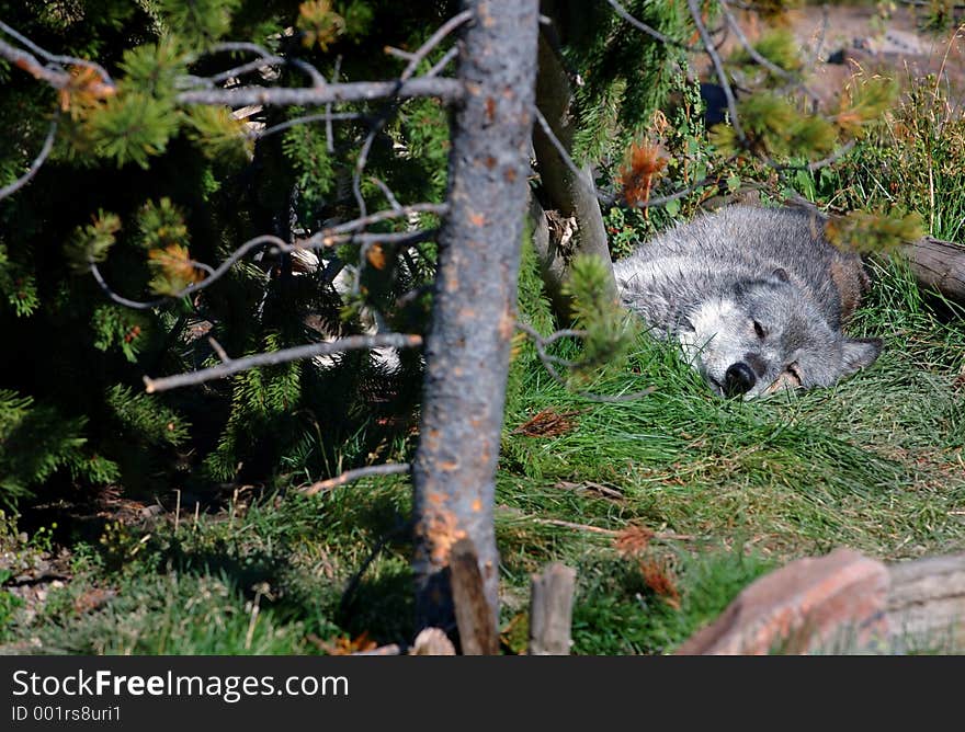 Dark Timber Wolf lying down by tree - copy space to left - Timber wolf is focus. Dark Timber Wolf lying down by tree - copy space to left - Timber wolf is focus