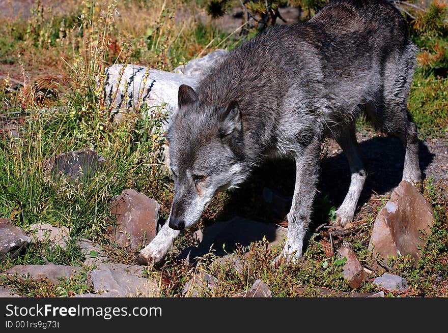 Timber Wolf Walking Left