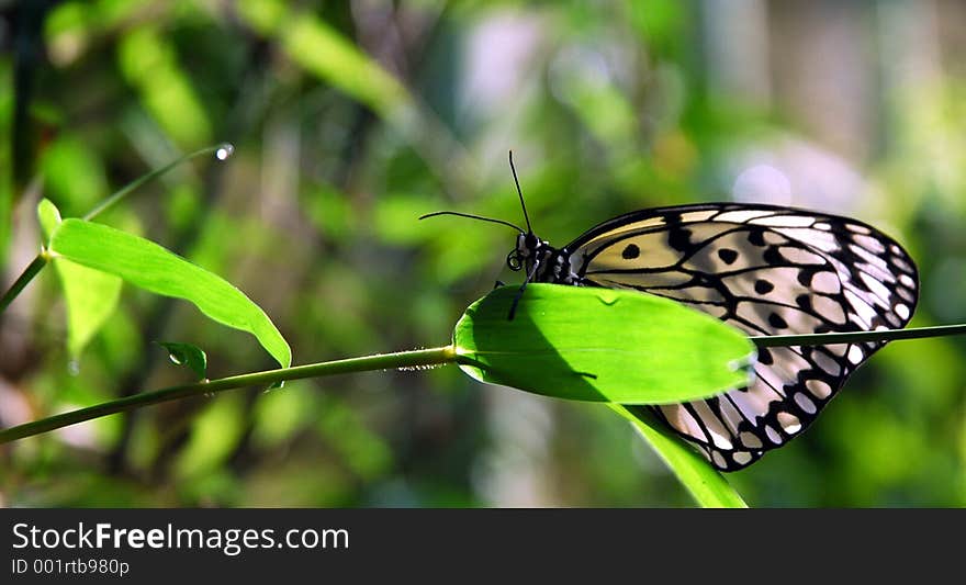 Butterfly on a leave twig