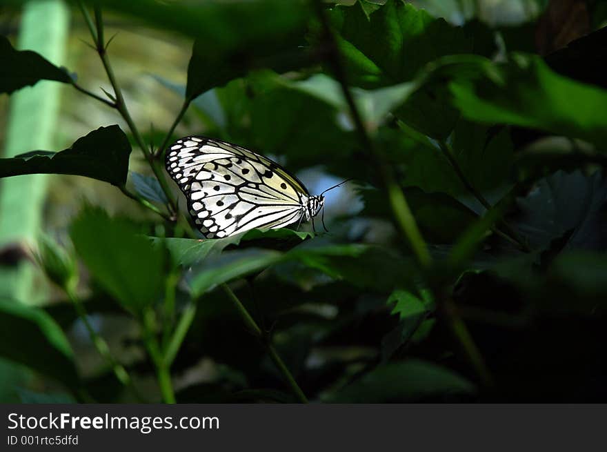 A black and white butterfly on top of a nicely lited leave