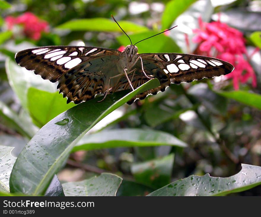 Butterfly on top of a leave