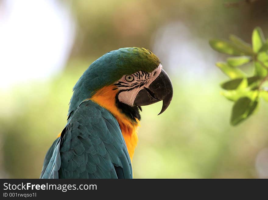 Parrot Giving the Evil Eye. Parrot Giving the Evil Eye