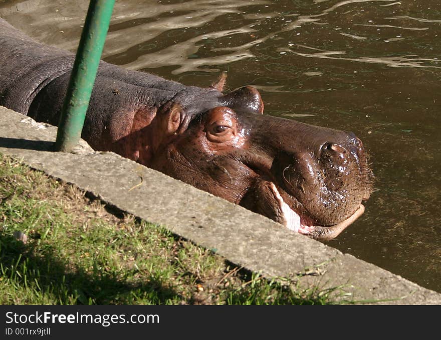 Hippo in zoo