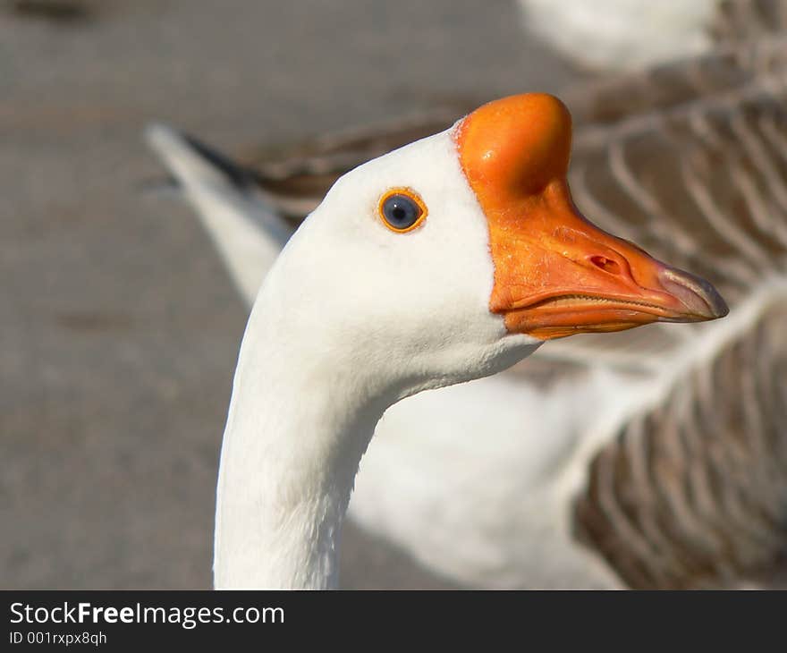 Close-up of Goose