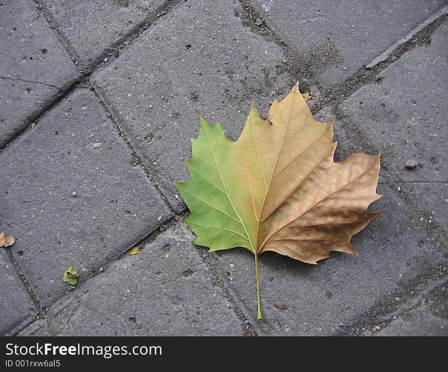 Multicolored fallen leaf on the sidewalk