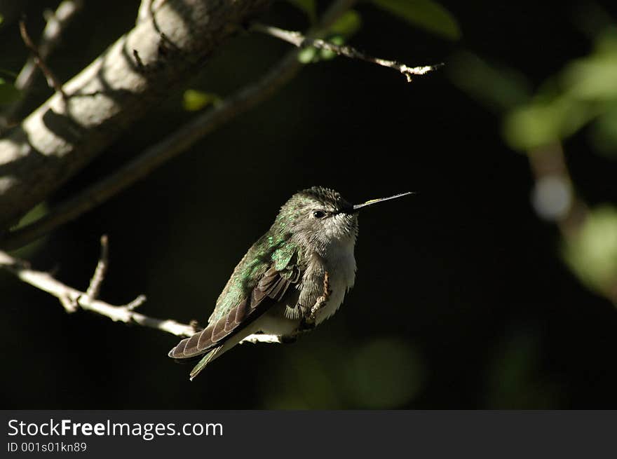 Perched hummingbird