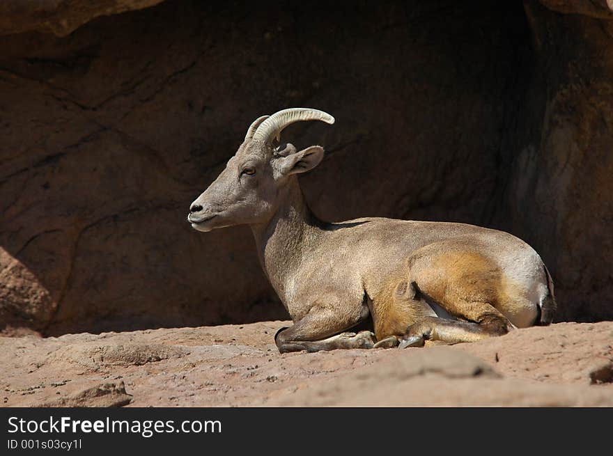 Bighorn sheep laying down