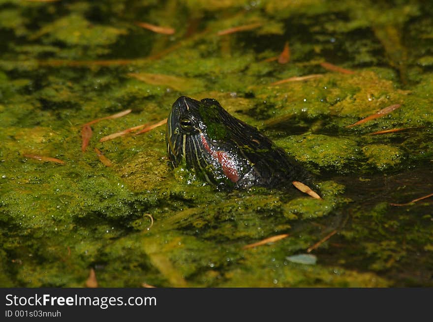 Turtle peering from slimy pond