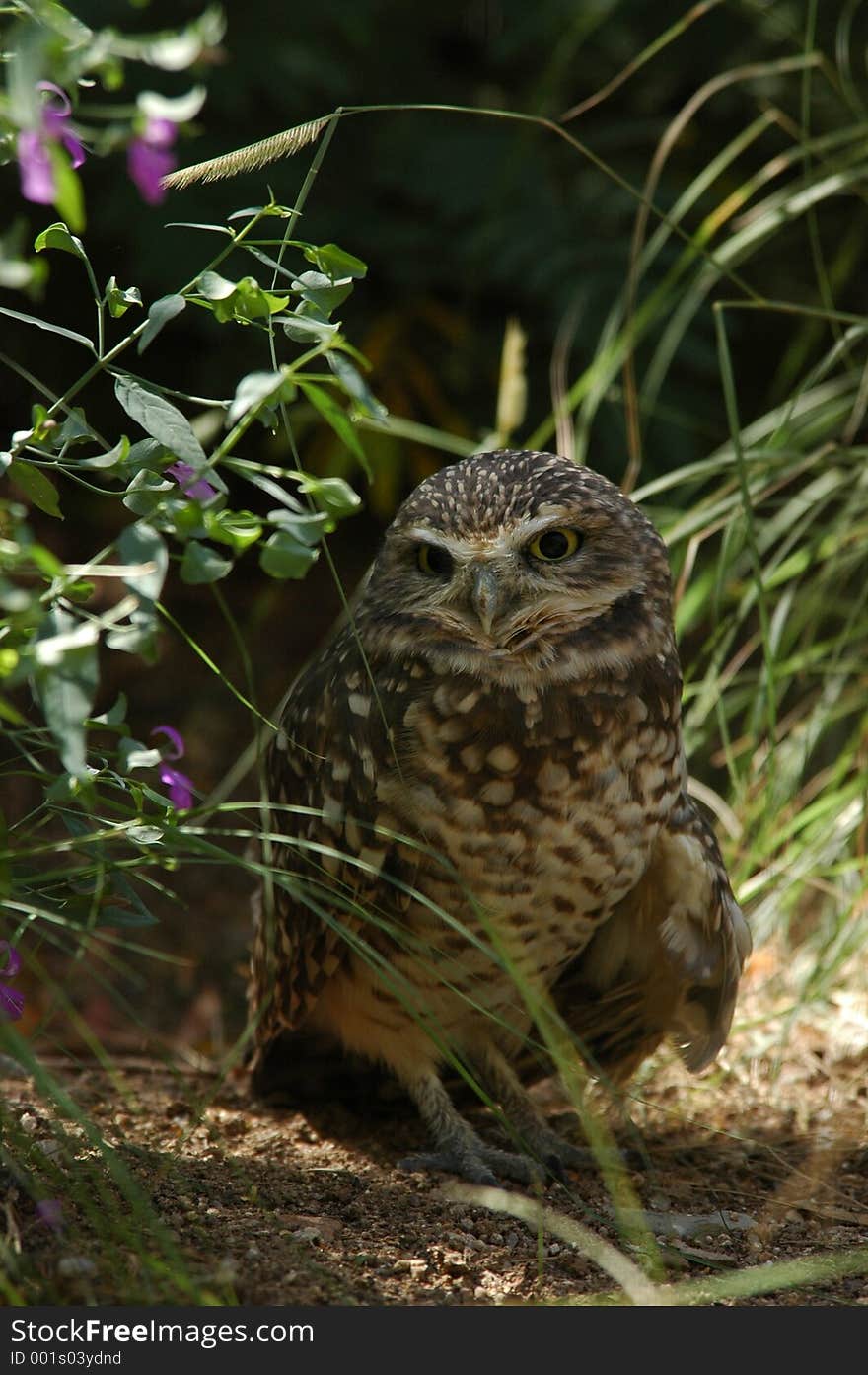 Burrowing owl looking at viewer